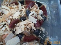 Coral snake sick.jpg