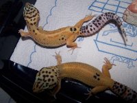 2 hypo red.jpg