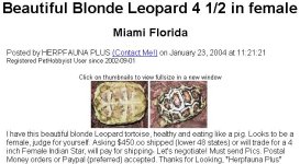 blondeleopardtortoise.jpg