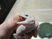 angry bliz.jpg