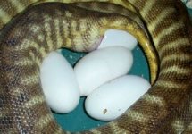 egg2003.jpg