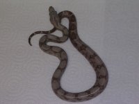 05 pastel hypo&baby pastel hogg 009.jpg