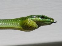 Green 3.JPG