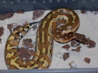Reptiles 11.25.06 008.jpg