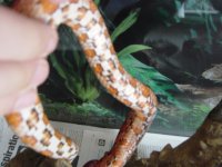 svale rot 002.jpg