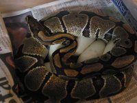 00100  eggs 3.6.03 web.jpg