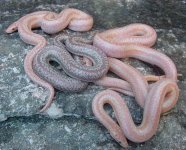 2005 baby albinos and het 2.jpg