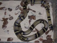 Reptiles 11.25.06 002.jpg