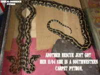 python-web.jpg