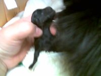 pup post c-sec.jpg