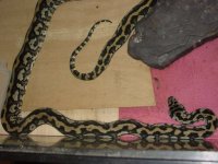 python-web1.jpg