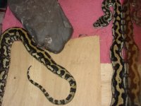 python-web2.jpg