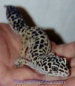 leogecko1.jpg