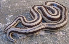Triv male 1.jpg