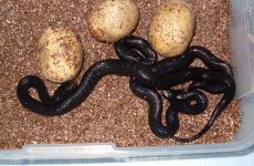 HPIM0934.JPG
