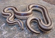 Triv male 2.jpg