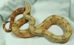 Peach-Side2-8-5.jpg
