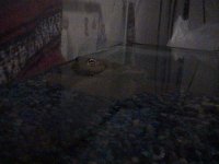 frogs 06 051.jpg