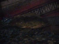 frogs 06 053.jpg