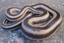 Triv male A.jpg