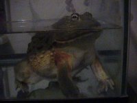 frogs 06 046.jpg