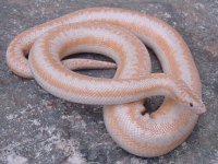 Whitewater albino FB1.jpg
