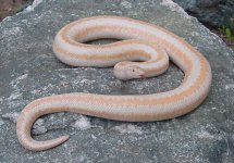 Whitewater albino FA 1.jpg