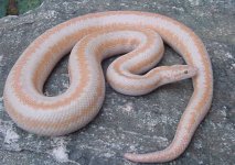 Whitewater albino FA 3.jpg