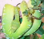 green tree male (2).jpg