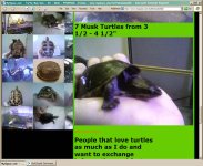 turtlemandanmyspace2.jpg