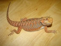 Venus the Dragon 006 sm.jpg