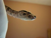 Dansicksnake1.jpg
