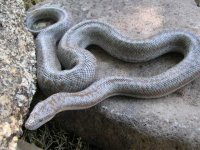 borrego.jpg