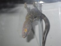 TOKAY!!.jpg