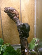 white tree frog.jpg