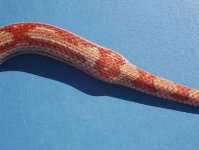 Dorsal view.JPG