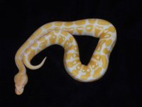 female albino 1.jpg