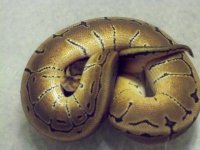 female pinstripe 1.jpg