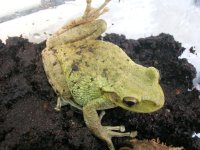 frog03.JPG