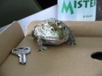 myfrog1.jpg