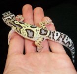 MackJungle4 (Small).jpg