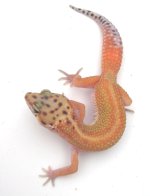 redstripemale.JPG