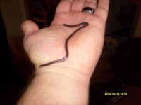 blind snake 008.jpg