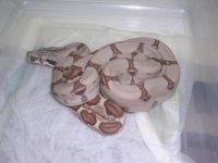 08 #6patel hypo hog keeper 007.jpg