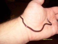 blind snake 009.jpg