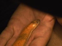 smoothscale2.JPG