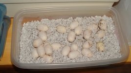 Snow eggs 6-14.jpg