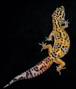 APTORXRSF2B (Small) (2).jpg