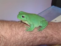 eastern green.jpg