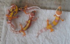 IMG_0527.jpg